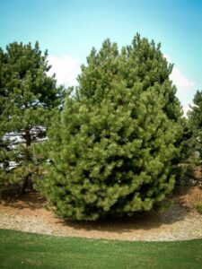 Сосна Чёрная (Pinus Nigra) купить по цене от 270.00р. в интернет-магазине «Посадика» с доставкой почтой в в Колпиное и по всей России – [изображение №1].