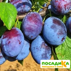 Слива Чачакская ранняя купить по цене от 229.00р. в интернет-магазине «Посадика» с доставкой почтой в в Колпиное и по всей России – [изображение №1].