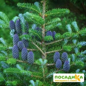 Пихта корейская (Abies koreana) купить по цене от 450.00р. в интернет-магазине «Посадика» с доставкой почтой в в Колпиное и по всей России – [изображение №1].