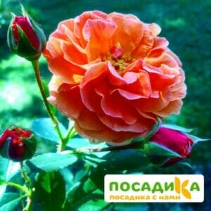 Роза Арабия купить по цене от 350.00р. в интернет-магазине «Посадика» с доставкой почтой в в Колпиное и по всей России – [изображение №1].