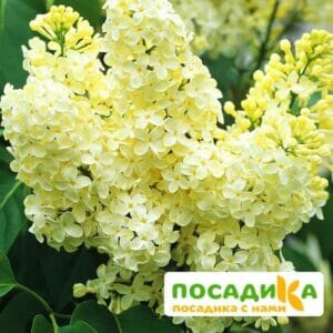 Сирень Примроуз (Primrose) купить по цене от 529.00р. в интернет-магазине «Посадика» с доставкой почтой в в Колпиное и по всей России – [изображение №1].