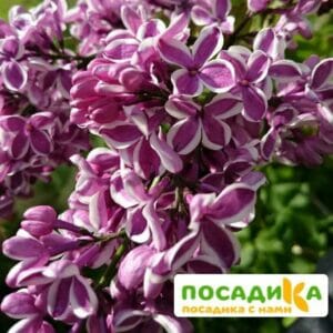 Сирень Сенсация купить по цене от 529.00р. в интернет-магазине «Посадика» с доставкой почтой в в Колпиное и по всей России – [изображение №1].