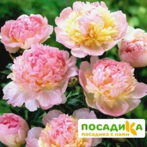 Пион Распберри Сандей (Paeonia Raspberry Sundae) купить по цене от 959р. в интернет-магазине «Посадика» с доставкой почтой в в Колпиное и по всей России – [изображение №1].