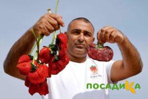 Клубника Гигант Джорнея купить по цене от 266р. в интернет-магазине «Посадика» с доставкой почтой в в Колпиное и по всей России – [изображение №1].