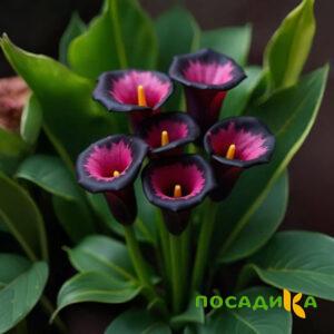 Калла Аура Лейс купить по цене от 400р. в интернет-магазине «Посадика» с доставкой почтой в в Колпиное и по всей России – [изображение №1].