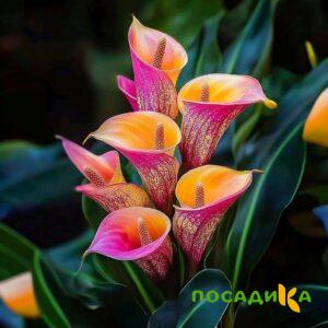 Калла Оникс купить по цене от 450р. в интернет-магазине «Посадика» с доставкой почтой в в Колпиное и по всей России – [изображение №1].