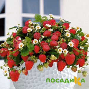 Клубника Рубиновый Шепот (горшечная) купить по цене от 240р. в интернет-магазине «Посадика» с доставкой почтой в в Колпиное и по всей России – [изображение №1].
