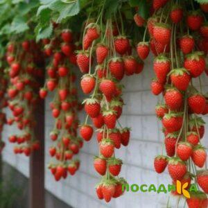 Клубника вьющаяся Комплимент купить по цене от 470р. в интернет-магазине «Посадика» с доставкой почтой в в Колпиное и по всей России – [изображение №1].