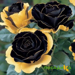 Роза Ханни Сикл купить по цене от 700р. в интернет-магазине «Посадика» с доставкой почтой в в Колпиное и по всей России – [изображение №1].