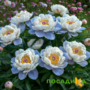 Пион акварельный Этюд купить по цене от 806р. в интернет-магазине «Посадика» с доставкой почтой в в Колпиное и по всей России – [изображение №1].