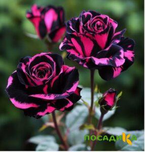 Роза Багровый Шепот купить по цене от 366р. в интернет-магазине «Посадика» с доставкой почтой в в Колпиное и по всей России – [изображение №1].