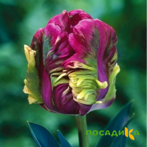 Тюльпан Экзотик Хэвен купить по цене от 186р. в интернет-магазине «Посадика» с доставкой почтой в в Колпиное и по всей России – [изображение №1].