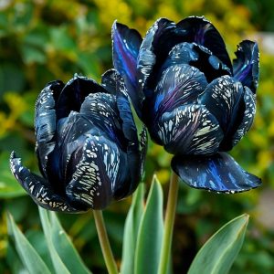 Тюльпан Блю Фог купить по цене от 500р. в интернет-магазине «Посадика» с доставкой почтой в в Колпиное и по всей России – [изображение №1].