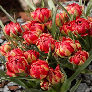 Тюльпан Ап Пинк купить по цене от 390р. в интернет-магазине «Посадика» с доставкой почтой в в Колпиное и по всей России – [изображение №1].