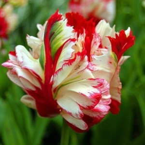 Тюльпан Эстелла Рижнвельд купить по цене от 500р. в интернет-магазине «Посадика» с доставкой почтой в в Колпиное и по всей России – [изображение №1].