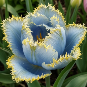 Тюльпан Махровый Амплуа купить по цене от 199р. в интернет-магазине «Посадика» с доставкой почтой в в Колпиное и по всей России – [изображение №1].