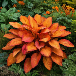 Хоста Солнечный Нектар купить по цене от 605р. в интернет-магазине «Посадика» с доставкой почтой в в Колпиное и по всей России – [изображение №1].