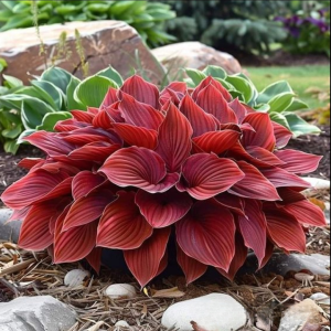 Хоста Рэд Эйнджл купить по цене от 549р. в интернет-магазине «Посадика» с доставкой почтой в в Колпиное и по всей России – [изображение №1].