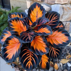 Хоста Сикрет Форест купить по цене от 601р. в интернет-магазине «Посадика» с доставкой почтой в в Колпиное и по всей России – [изображение №1].