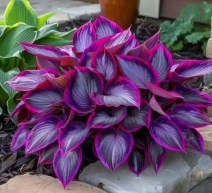 Хоста Сикрет Гарденс купить по цене от 549р. в интернет-магазине «Посадика» с доставкой почтой в в Колпиное и по всей России – [изображение №1].